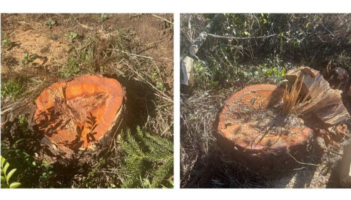 Pinhão - Polícia Ambiental identifica suspeito de derrubada ilegal de araucárias